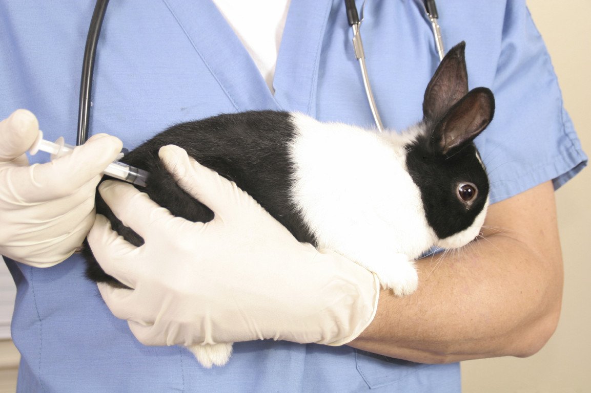 Кролик на руках у ветеринара