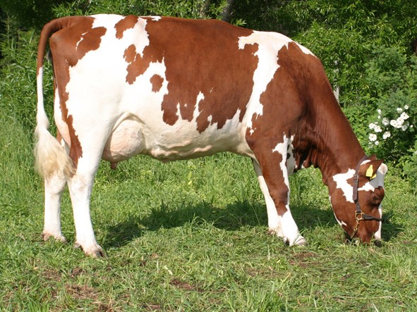 Корова айрширской породы