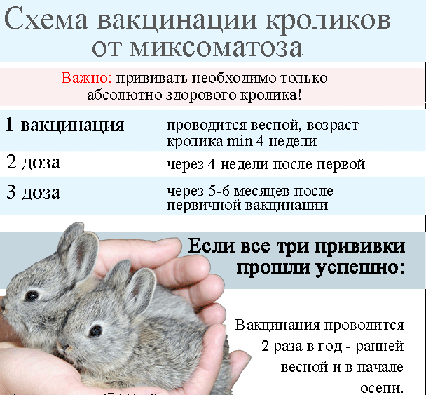 Схема вакцинации кроликов от миксоматоза