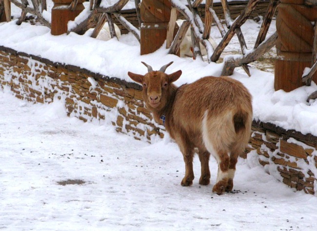 Коричневая коза на снегу