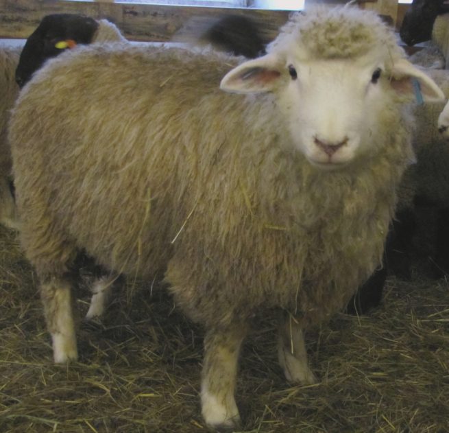 Овцы ромни-марш