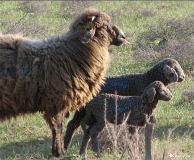 Овцы каракульской породы