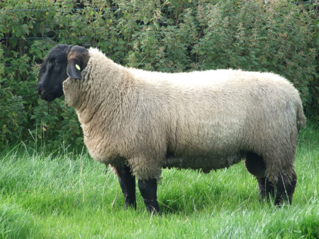 Овца породы суффолк