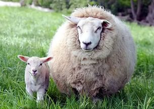 Овцы с ягненком