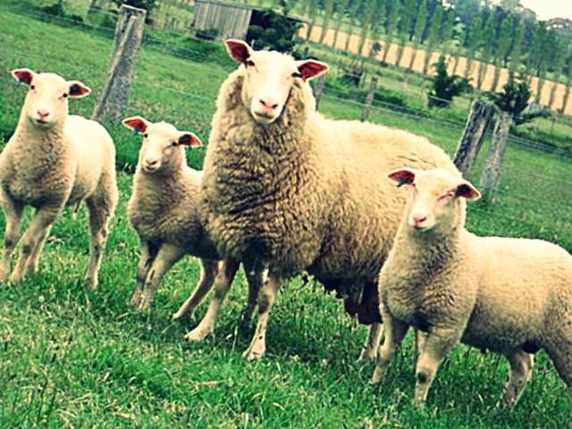 Овцы восточно-фризской породы