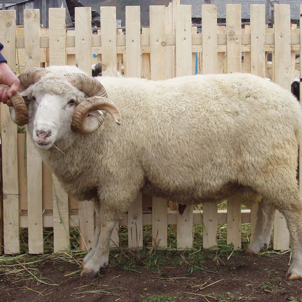Овцы алтайской породы