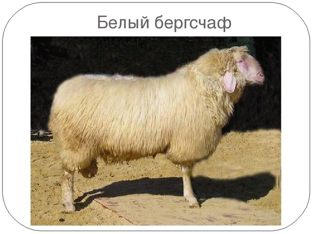 Овцы породы белый бергсчав