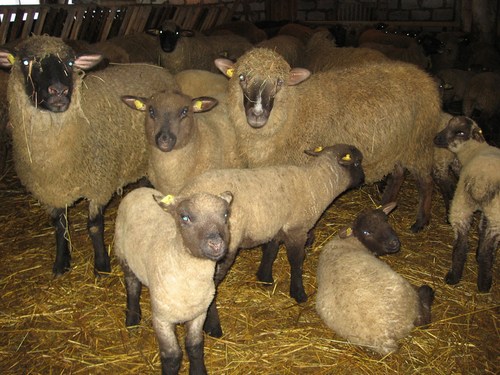 Овцы горьковской породы