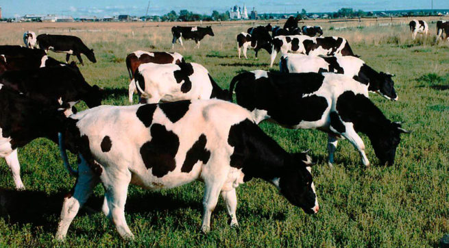 Стадо коров холмогорской породы