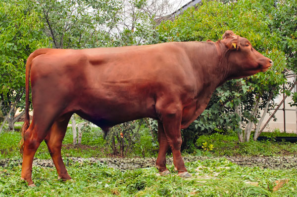 Англерская порода коров