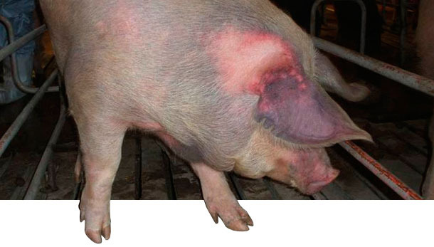 Признаки гриппа у свиней