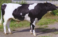 Холмогорская корова