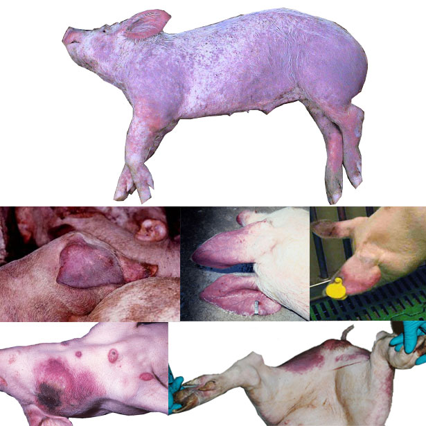Признаки чумы у свиней