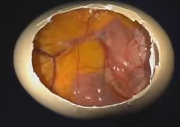 Зародыш в яйце на 14 день