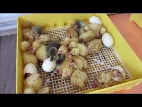 Вылупившиеся цыплята в инкубаторе