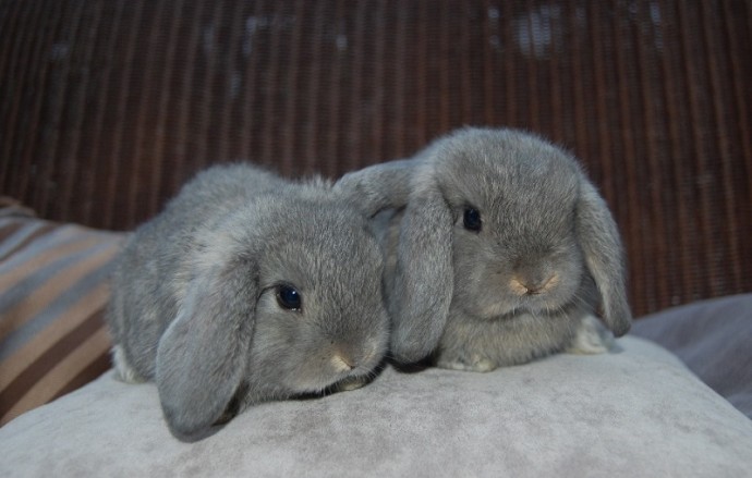 Кролики породы карликовый баран