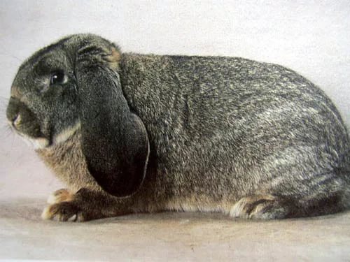 Кролик породы немецкий баран