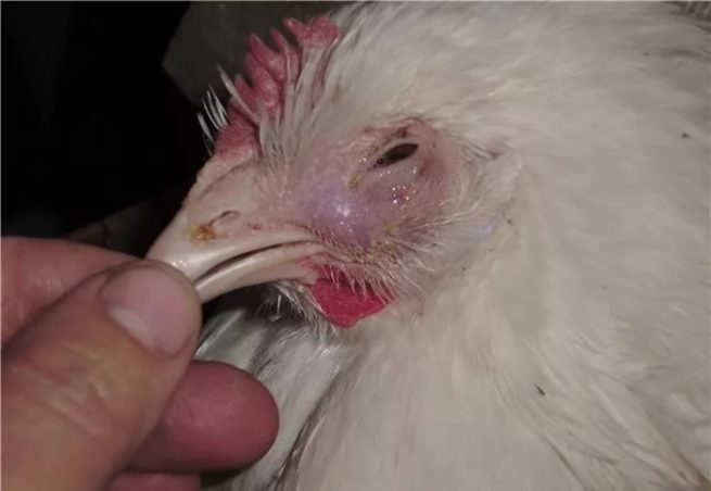 Искривление клюва у цыпля причины появления, методы лечения и профилактика, видео