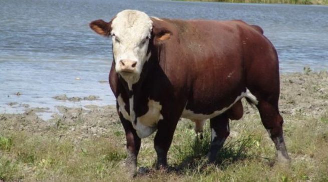 Корова казахской белоголовой породы