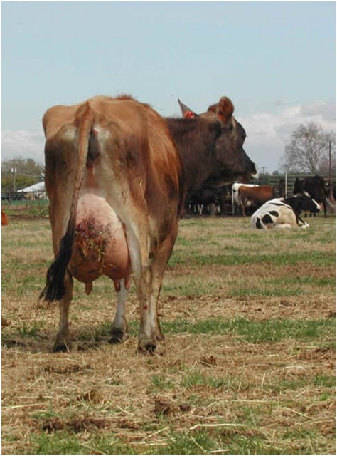 Оспа на вымени у коровы лечение фото thumbnail