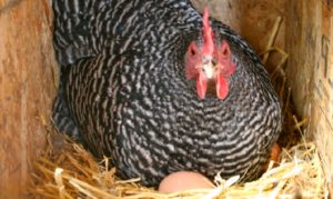Куры перестали нести яйца: причина и что делать