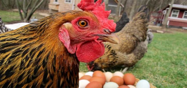 Куры перестали нести яйца: причина и что делать