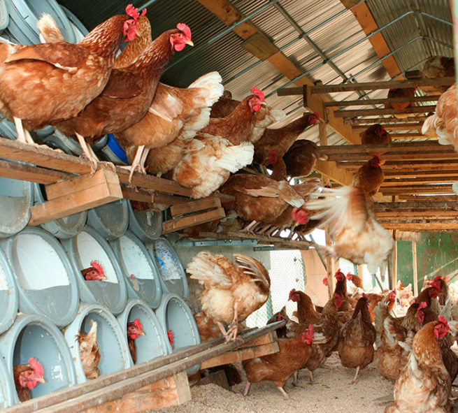 Сколько живет курица несушка в домашних условиях