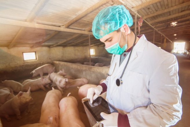 Африканская чума свиней лечение