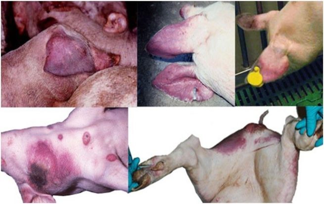 Симптоматика африканской чумы у свиней