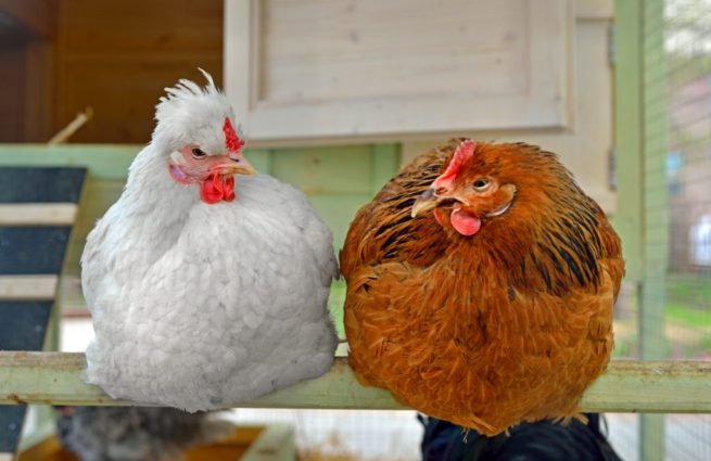 Сколько живет курица несушка в домашних условиях