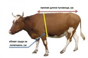 Как определить вес быка без весов