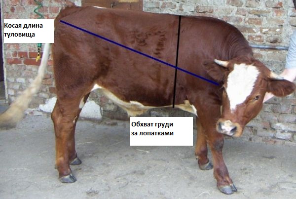 Вес быка без весов