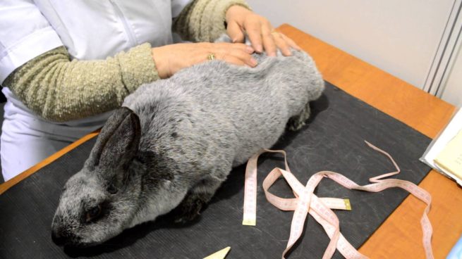 Серебристый кролик: описание породы