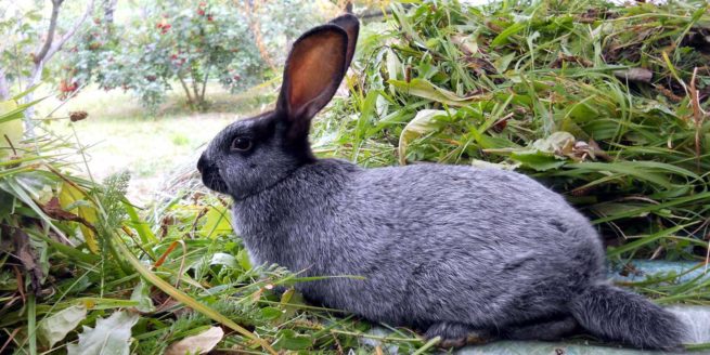 Кормление серебристых кроликов