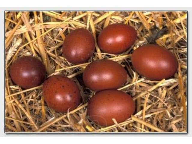 Порода маран: описание кур с "шоколадными" яйцами
