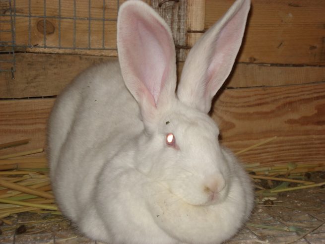 Порода кролика белый великан