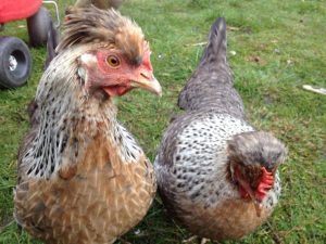 Легбары: описание породы кур с голубыми яйцами