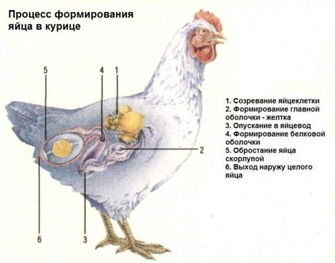 Формирование яйца у курицы