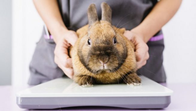 Лечение кролика от поноса