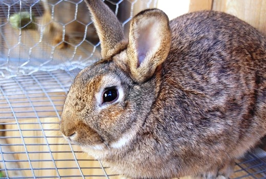 Понос у кролика причины и лечение