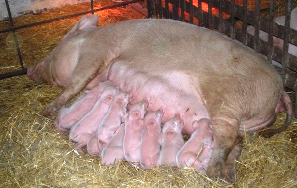 Сколько свинья вынашивает поросят: сроки супоросности