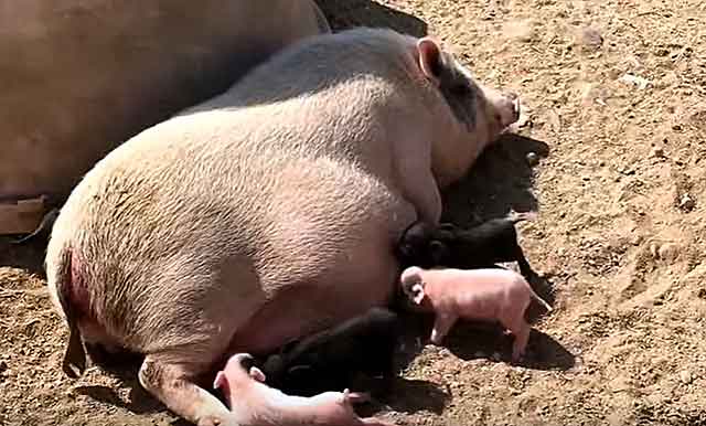 Сколько свинья вынашивает поросят: сроки супоросности
