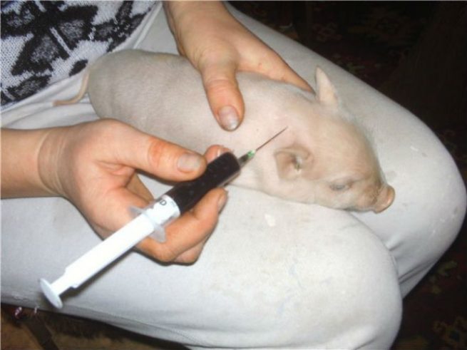 Левамизол для свиней