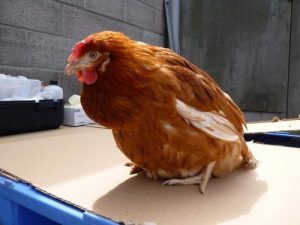 Большой зоб у курицы Большой зоб у курицы: причины и лечение