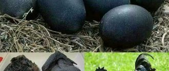 Черные куры аямцемани