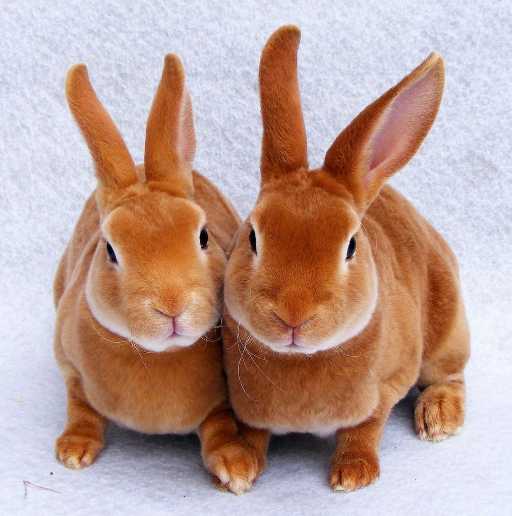Кролики породы Рекс. Как содержать, лечить и разводить