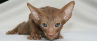 Чем кормить месячного котенка? Рассказываем как сделать правильно