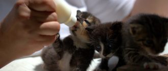 Чем кормить месячного котенка? Рассказываем как сделать правильно