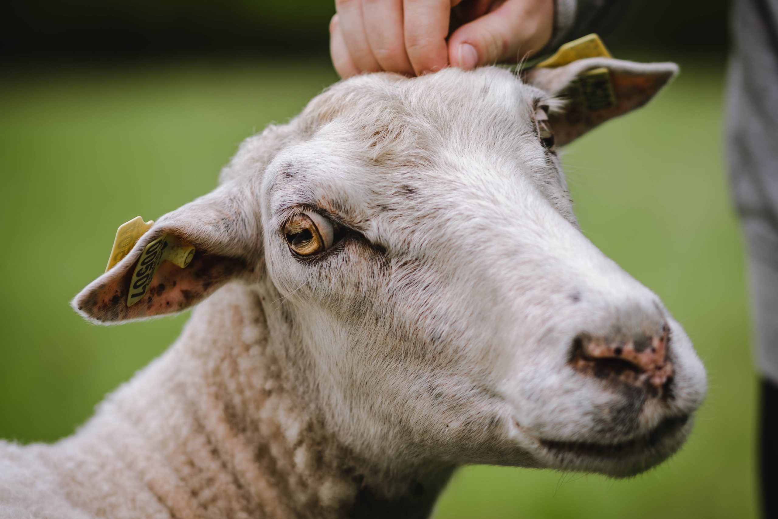 Что нельзя есть баранам