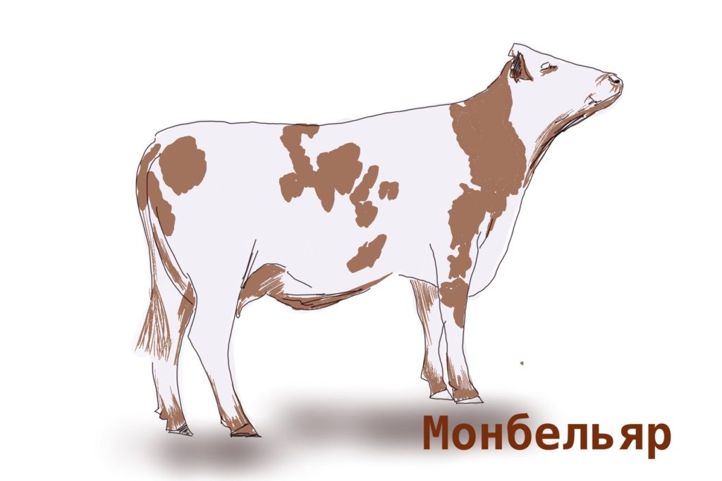 Монбельяр порода коров